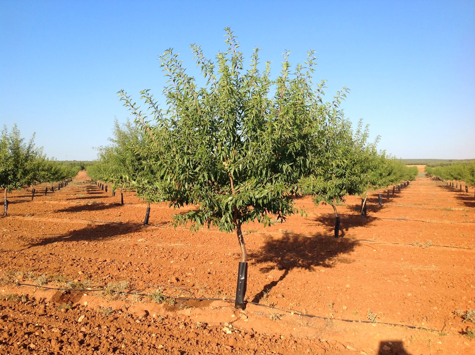 Análisis Foliar en Almendro