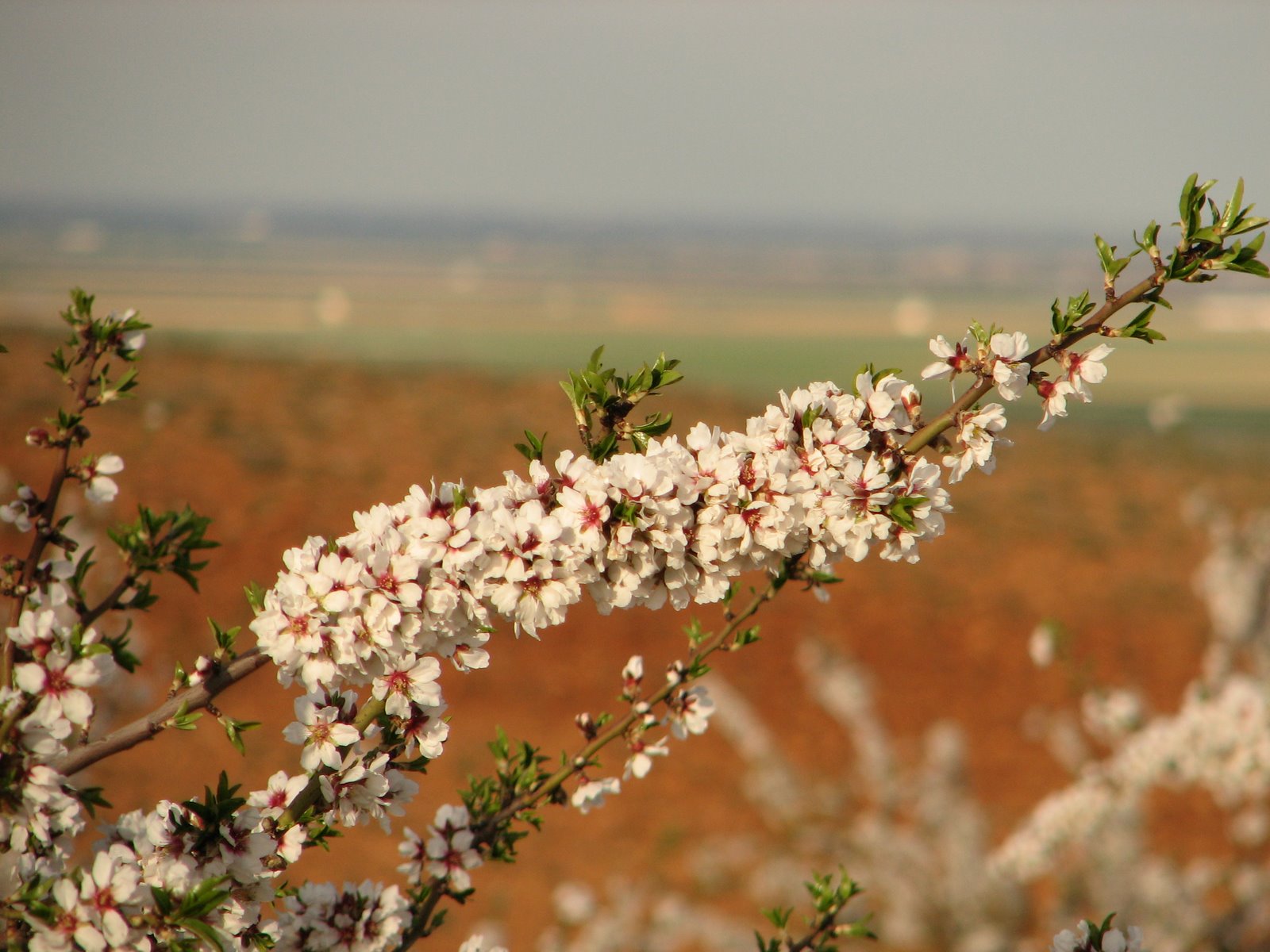 El uso razonado del Nitrógeno en la fertilización del Almendro