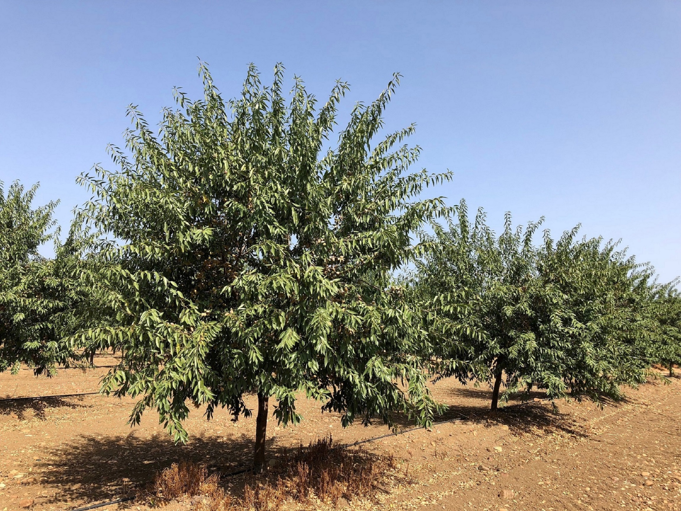 Plantación Avijor L. en la Carlota