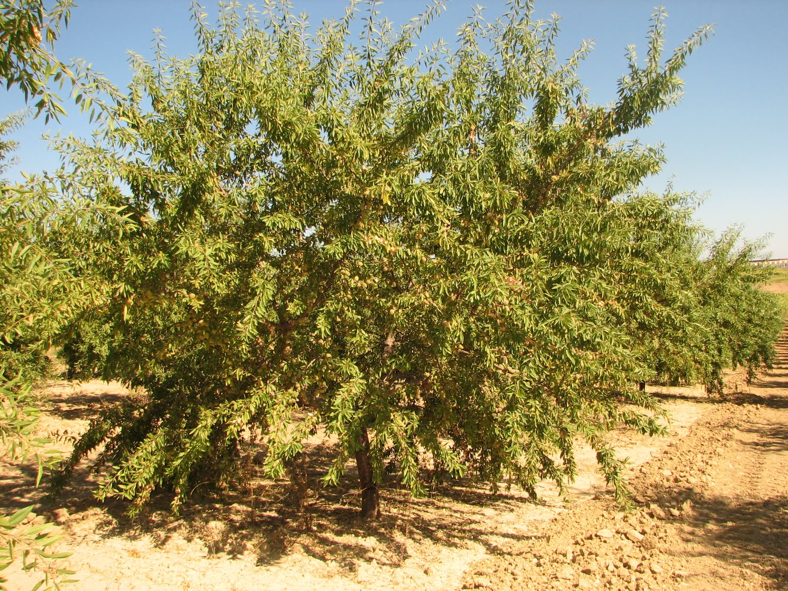 Plantación de Almendros Variedad Antoñeta ® Trigueros (Huelva) Parte II