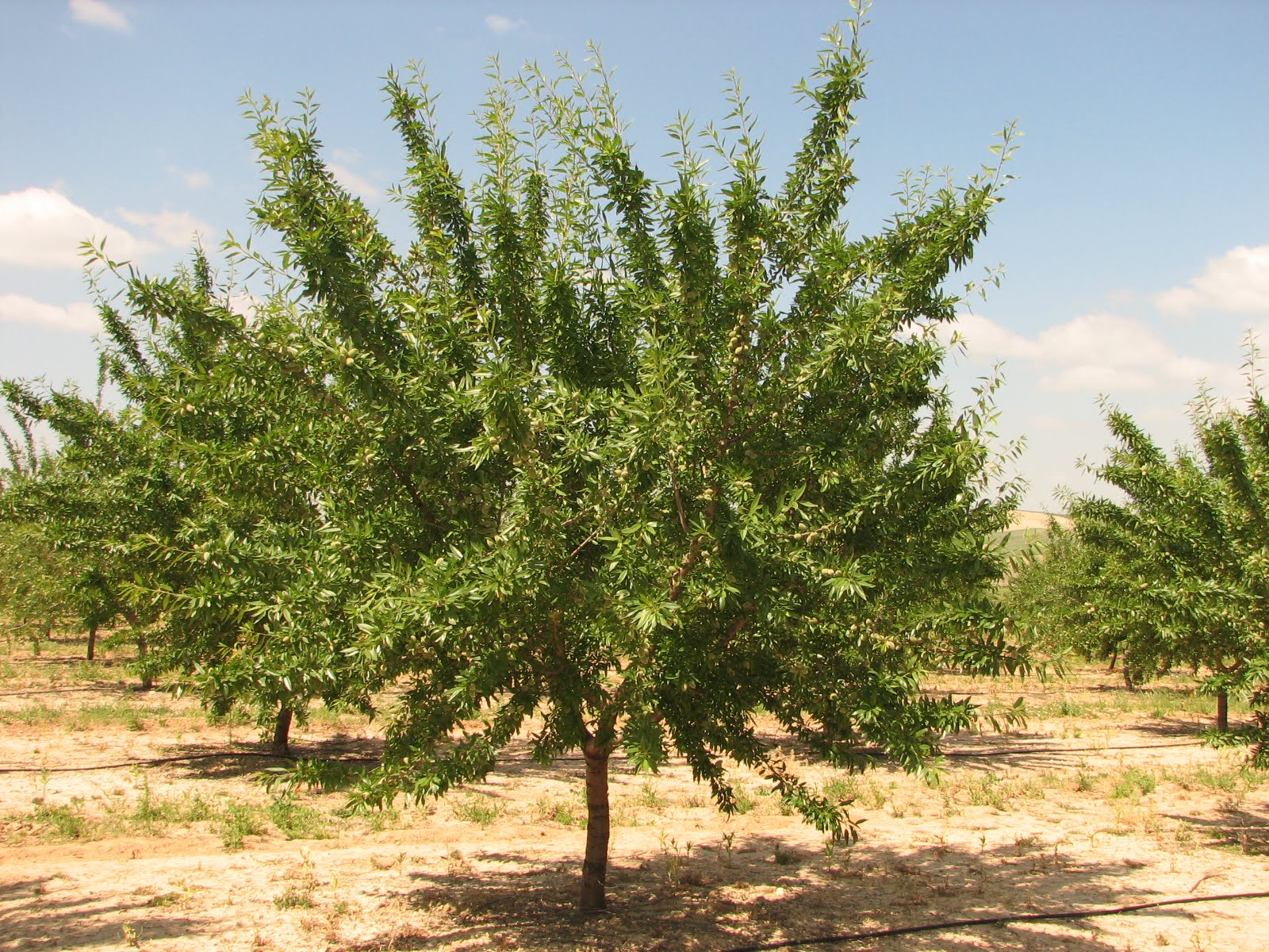 Plantación de Almendros en Córdoba II