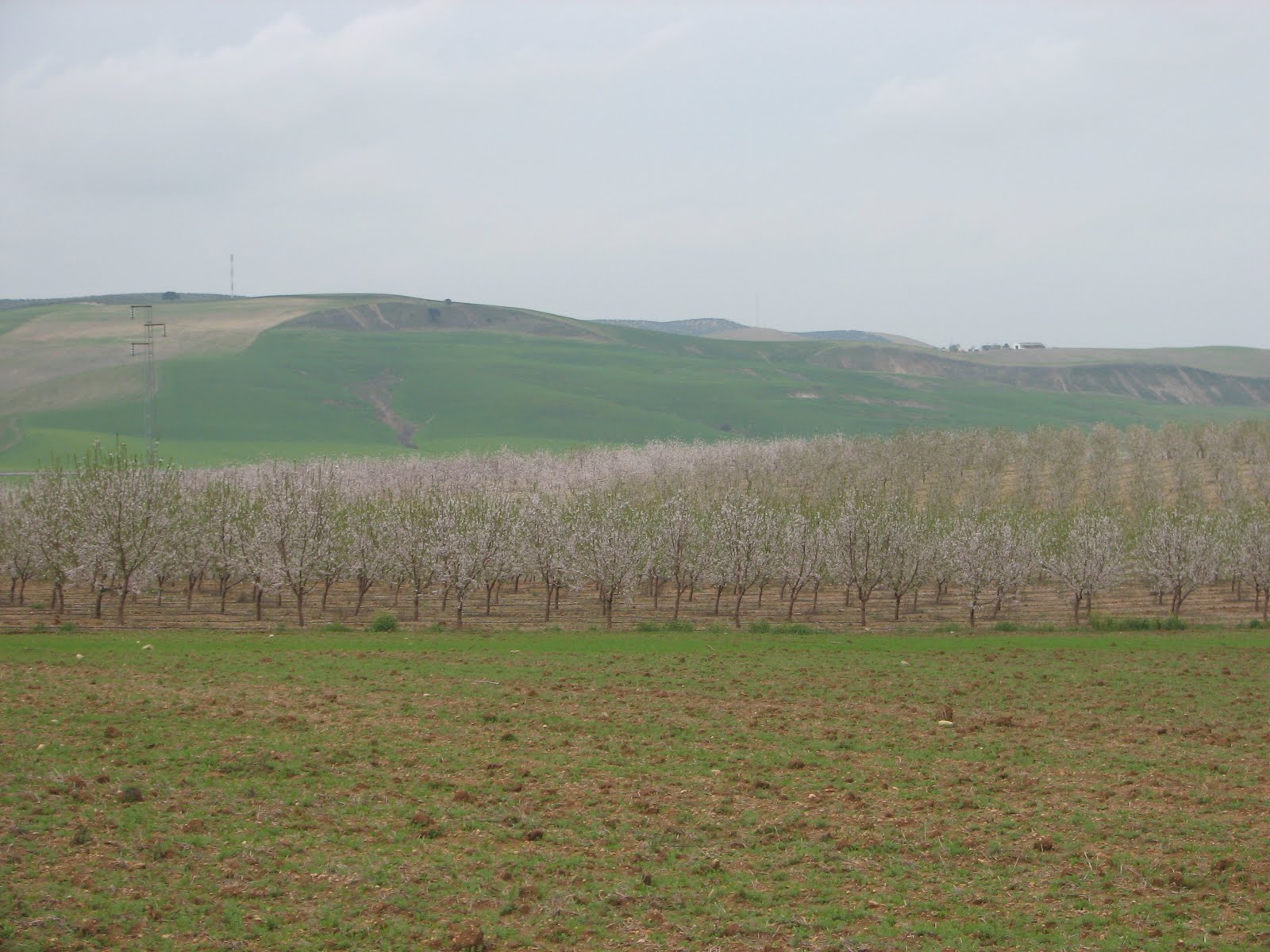 Plantación de Almendros en Córdoba