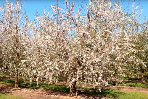 Plantación de Almendros en Mérida 2015