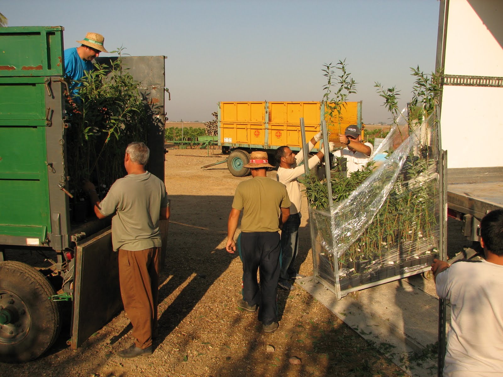 Plantación de Almendros Variedad Marta ® en Écija (Sevilla)