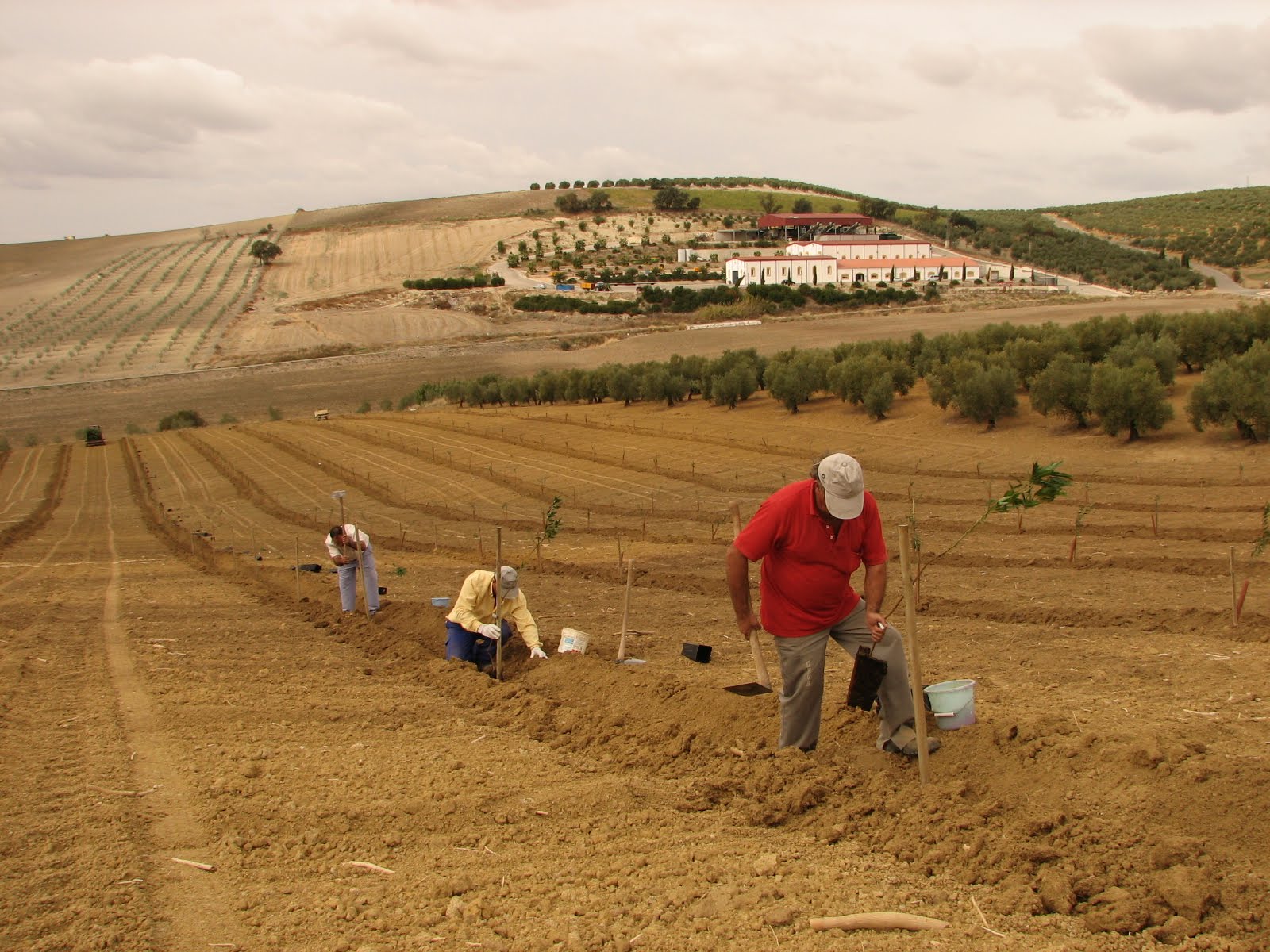 Plantación de Almendros Variedad Antoñeta ® en Santaella (Córdoba)