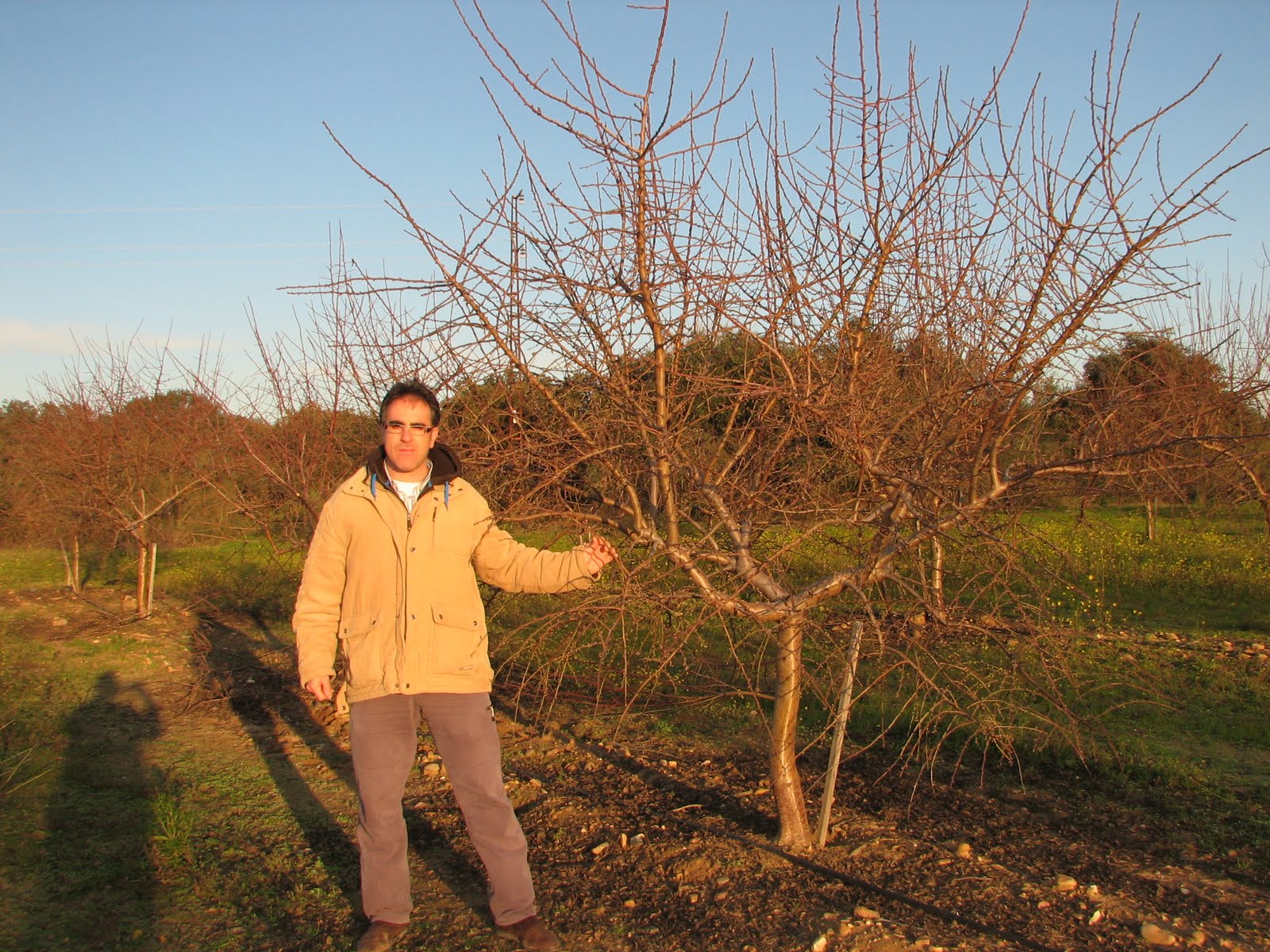 Plantación Antoñeta ® en Extremadura