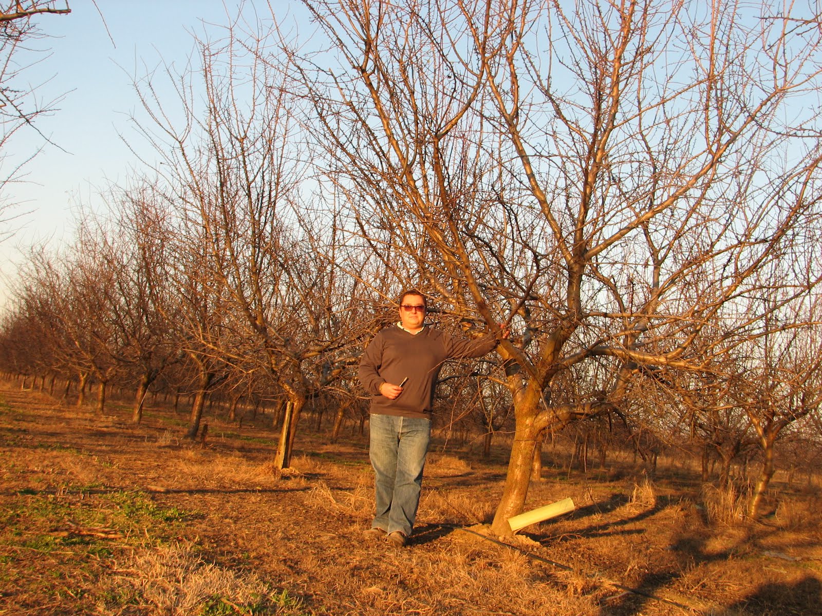 Plantación de Antoñeta en Mérida