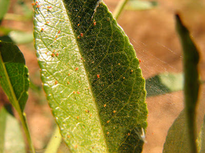 Araña Roja en Almendro