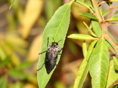 Gusano Cabezudo