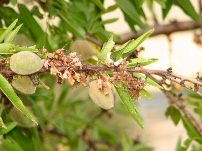 La Monilia en Almendro