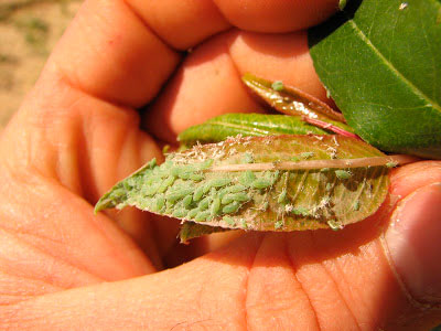 Pulgón en almendro