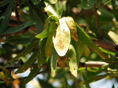 Roya del Almendro