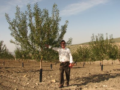 Plantación y Poda de Formación de la Variedad Marta ®