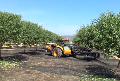 Recolección Belona 2018 con Buggy y Recoge-fardos