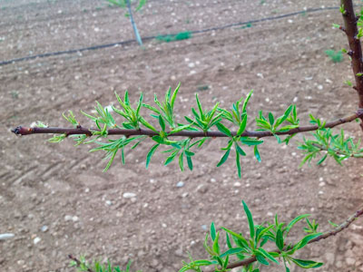 Manejo de Herbicidas en Almendros Jóvenes.