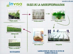 Micropropagación