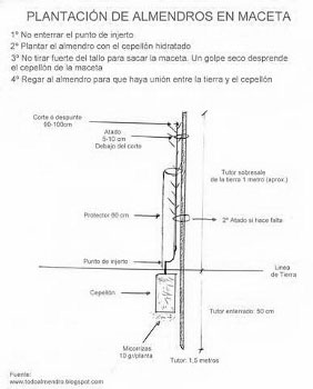 Recomendaciones Plantacion